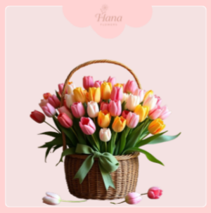 Lẵng hoa tulip sang trọng