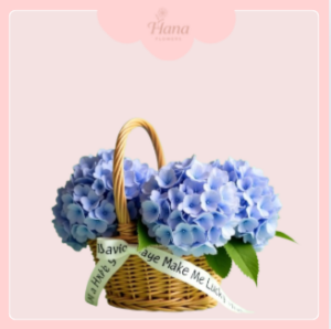 Lẵng hoa cẩm tú cầu may mắn Lẵng hoa cẩm tú cầu may mắn