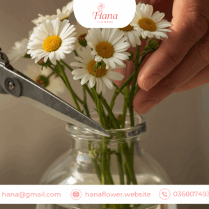 Thay nước cho hoa cúc Tana đúng cách