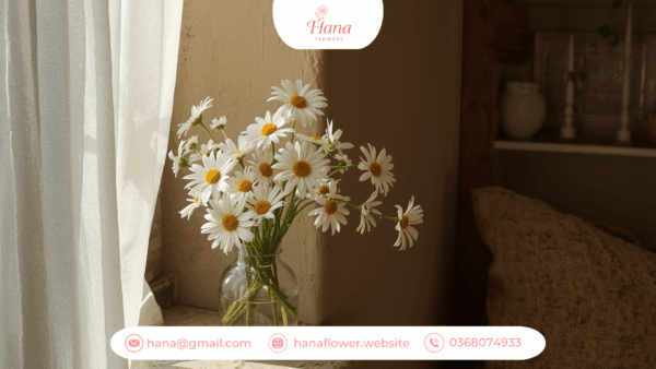 Hoa cúc Tana đặt nơi ánh sáng dịu nhẹ