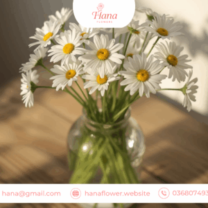 Hoa cúc Tana tươi sáng trong lọ thủy tinh