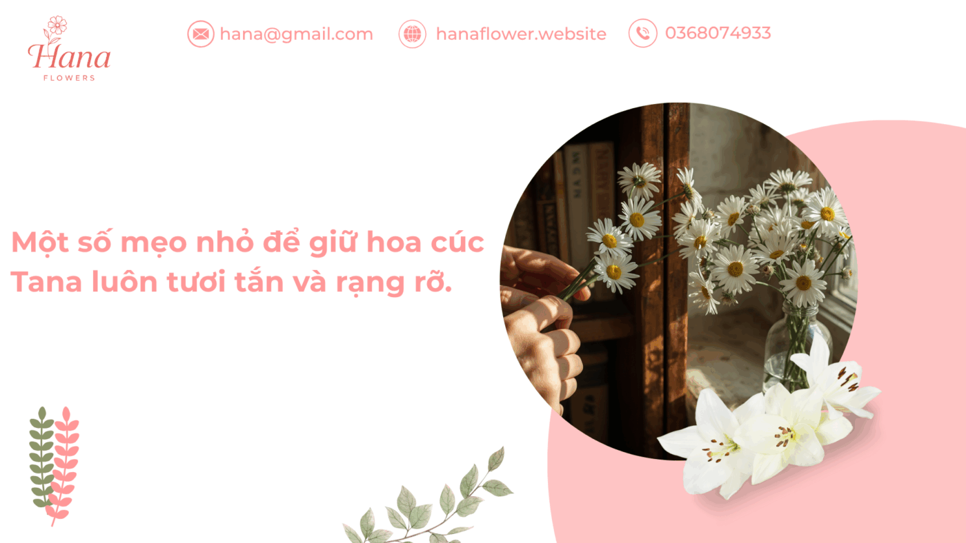 Một số mẹo nhỏ để giữ hoa cúc Tana luôn tươi tắn và rạng rỡ.