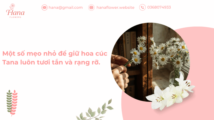 Một số mẹo nhỏ để giữ hoa cúc Tana luôn tươi tắn và rạng rỡ.