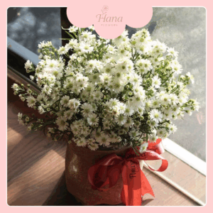 Hoa Thạch Thảo – Tím Mong Manh