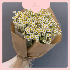 Hoa Cúc Tana – Gió Nhẹ Cuối Mùa