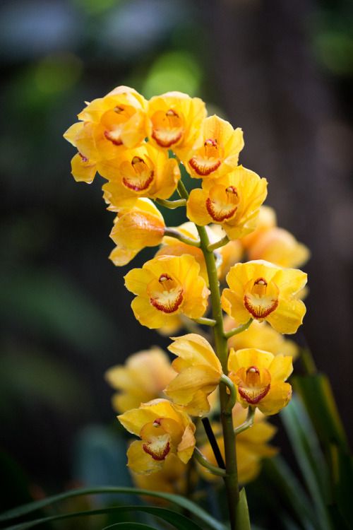 Cách trồng hoa địa lan ở miền Bắc – Bí quyết cho hoa nở đẹp và lâu tàn Cách trồng hoa địa lan ở miền Bắc – Bí quyết cho hoa nở đẹp và lâu tàn