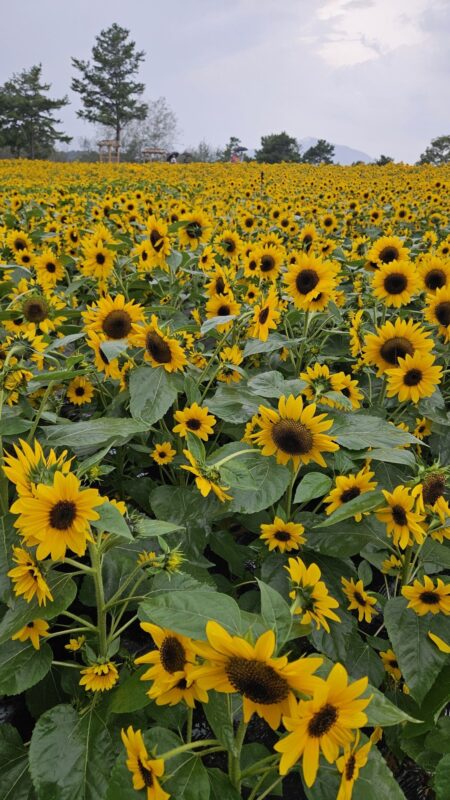 Khám phá cách trồng hoa hướng dương bằng hạt - bí quyết làm đẹp khu vườn. trồng hoa hướng dương bằng hạt