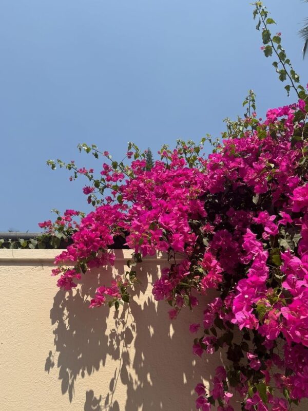 Trồng hoa giấy leo giàn đẹp, nhanh phủ kín và ra hoa rực rỡ Trồng hoa giấy leo giàn đẹp, nhanh phủ kín và ra hoa rực rỡ