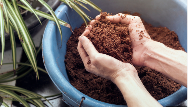 Chuẩn bị đất và chậu trước khi trồng
