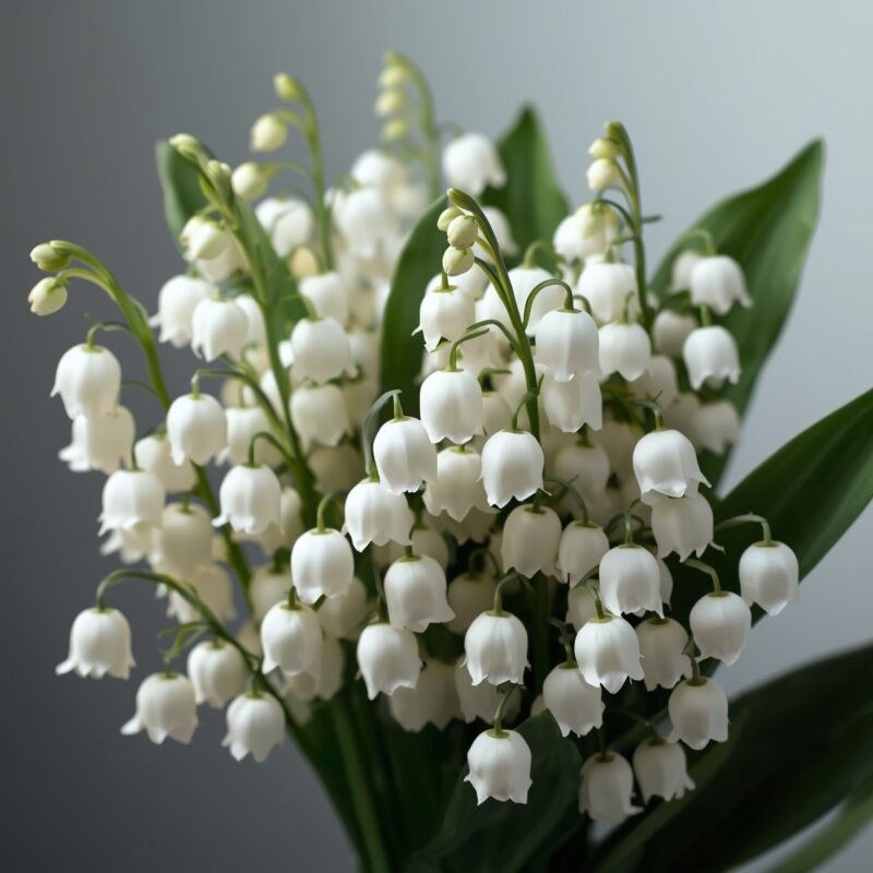 Hoa linh lan – Loài hoa tinh khôi mang ý nghĩa may mắn Hoa linh lan- loài hoa thuần khiết