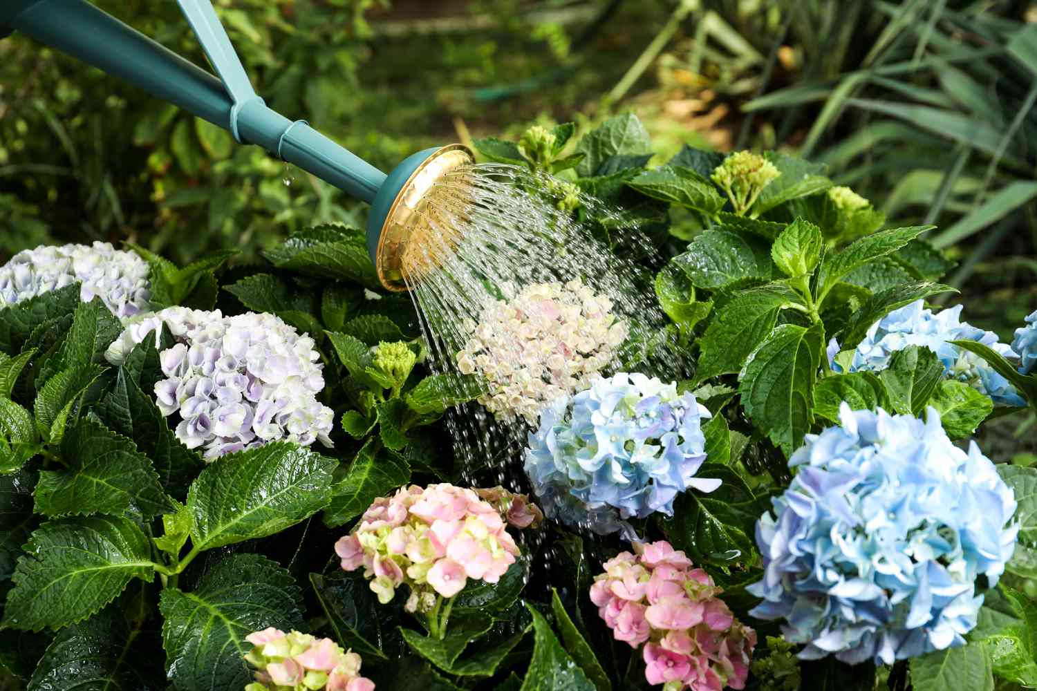 Cách chăm sóc cây cẩm tú cầu không ra hoa
