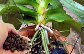 Bón phân lân để kích hoa