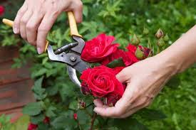 Bấm ngọn,cắt tỉa cho cây hoa hồng