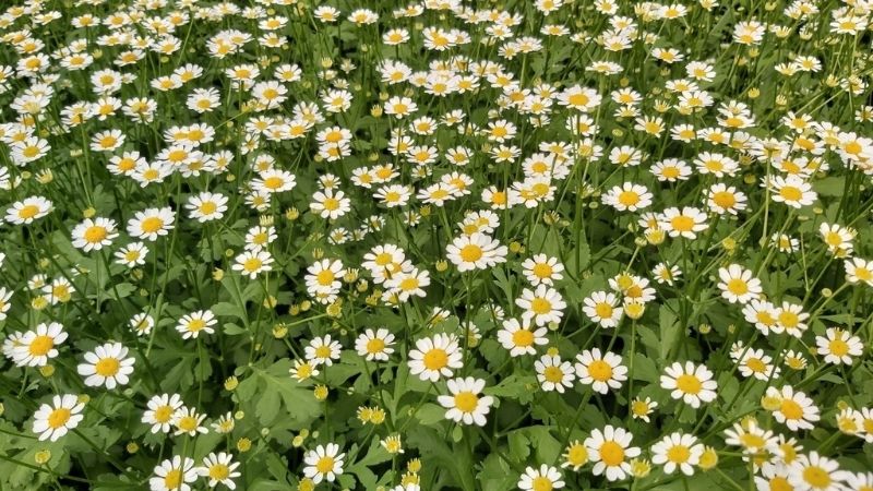 Hoa Cúc Tana: Ý Nghĩa, Cách Phân Biệt và Bí Quyết Cắm Hoa Hoa cúc Tana