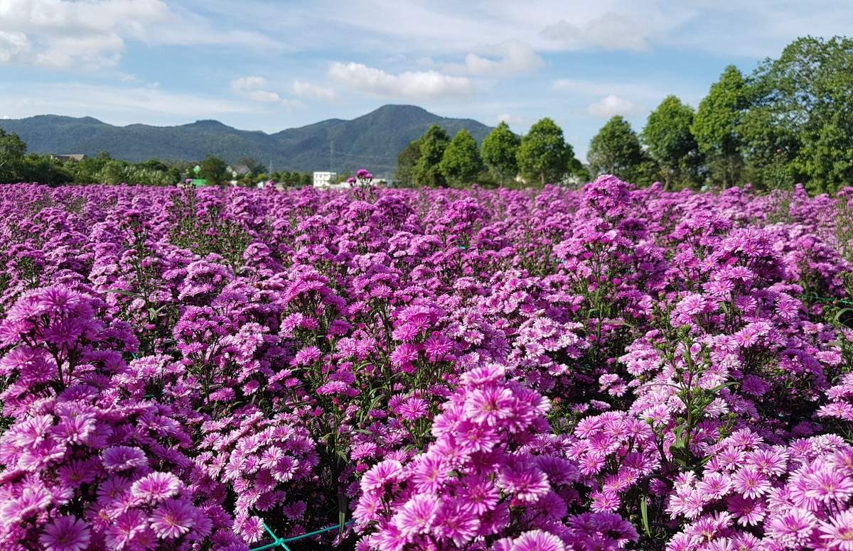 Ý nghĩa hoa thạch thảo và bí quyết cắm hoa đẹp Vườn hoa thạch thảo