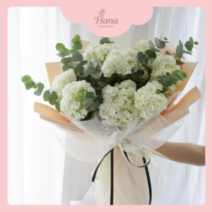 Hoa cẩm tú cầu hoa cẩm tú cầu trắng