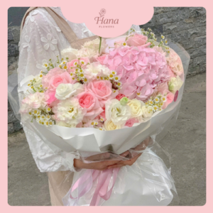 Hoa cẩm tú cầu hoa cẩm tú cầu hồng