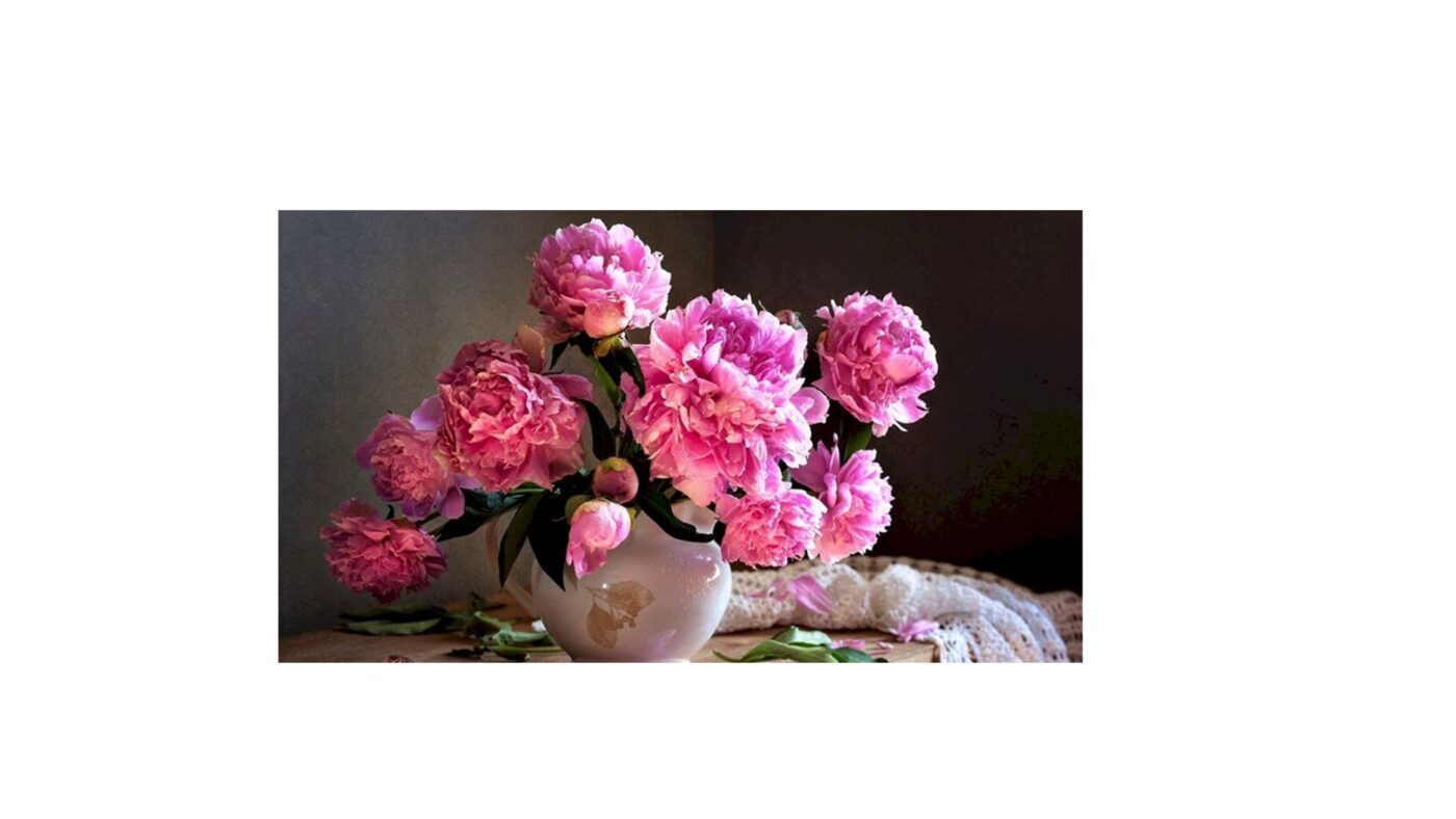 Hoa Mẫu Đơn Trung Quốc – Biểu Tượng Giàu Sang & Phú Quý