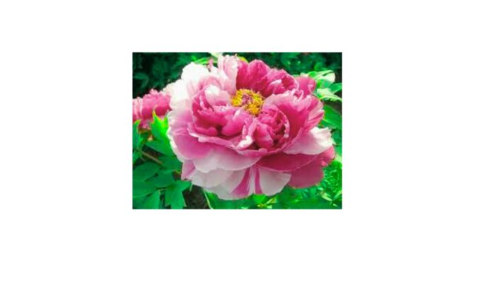 hoa mẫu đơn trung quốc