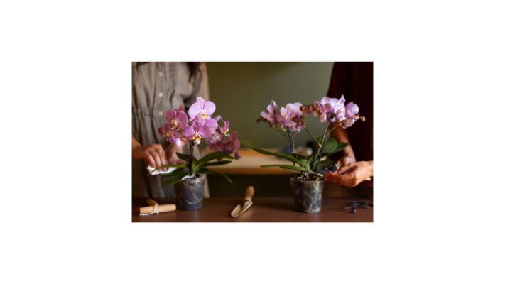 Hoa phong lan đẹp: Ngắm nhìn vẻ đẹp tinh tế của các giống lan