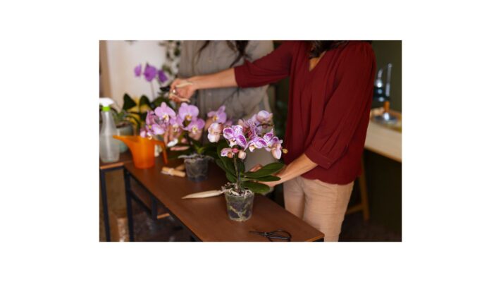 hoa phong lan đẹp