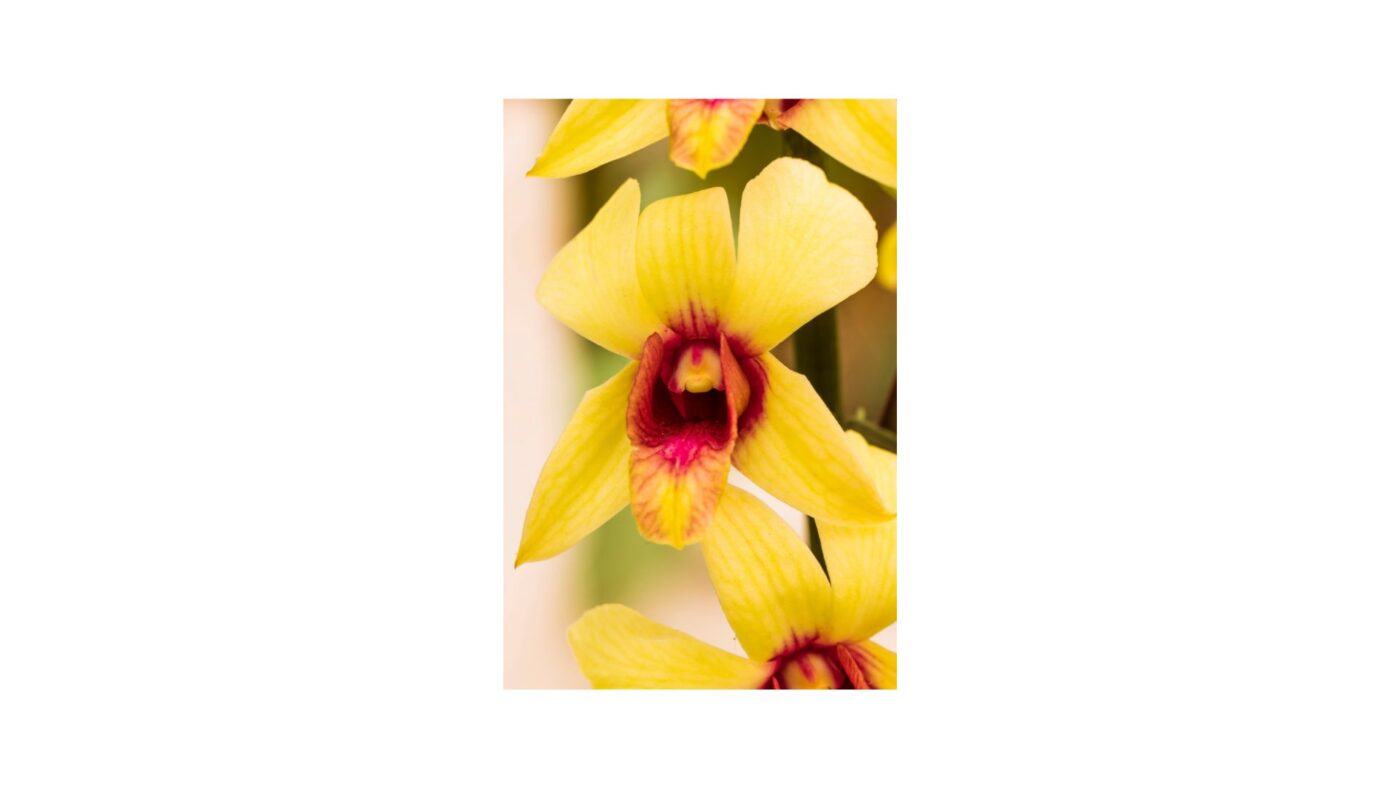 Hoa phong lan vàng: Biểu tượng may mắn, tài lộc và thịnh vượng