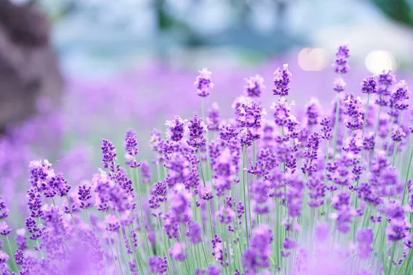 hoa lavender