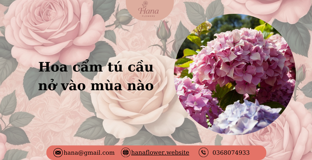 Hoa cẩm tú cầu nở vào mùa nào