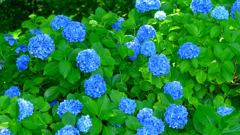 Hoa cẩm tú cầu xanh ý nghĩa nở rộ rực rỡ.