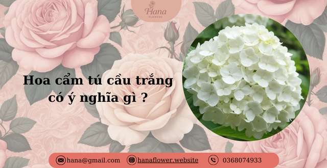 Hoa cẩm tú cầu trắng có ý nghĩa gì ?