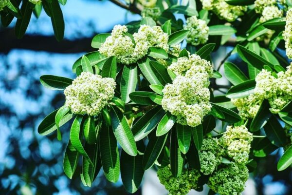 Hoa sữa mùa thu Hà Nội trên phố Nguyễn Du.