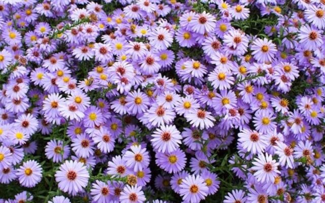 Hoa thạch thảo tím ý nghĩa tình yêu thủy chung.